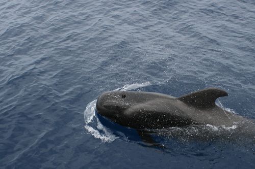 bottlenose dolphin little whale sea