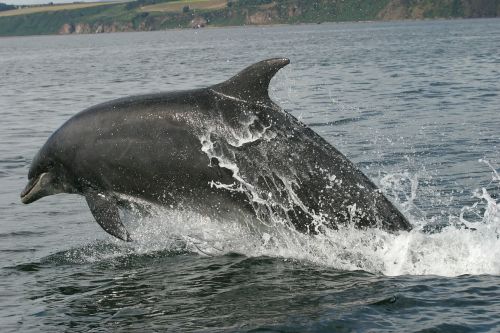bottlenose dolphin dolphin swimming