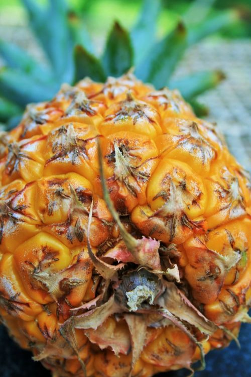 Bottom Of Pineapple