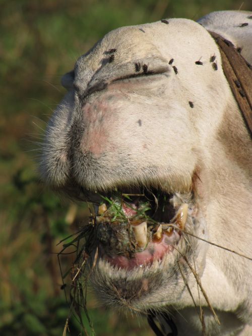 Mouth, Lip And Teeth Camel