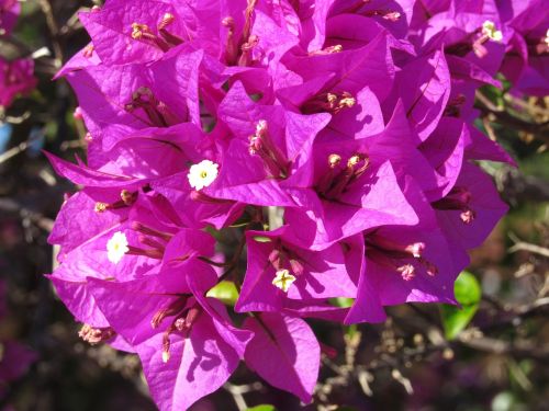 bougainveilla purple flowers