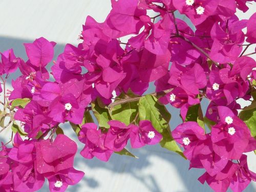 bougainvillaea blossom puce