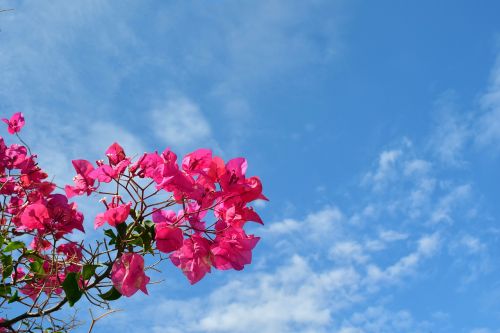 bougainvillaea blossom bloom