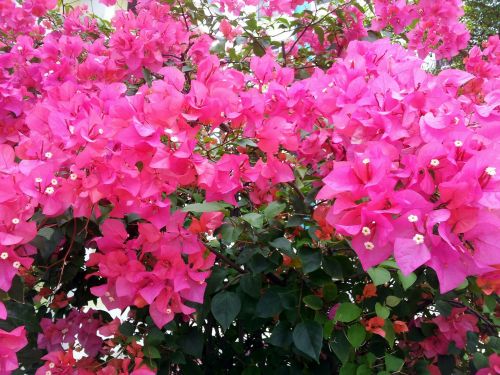 Bougainvillea Flower Wallpaper