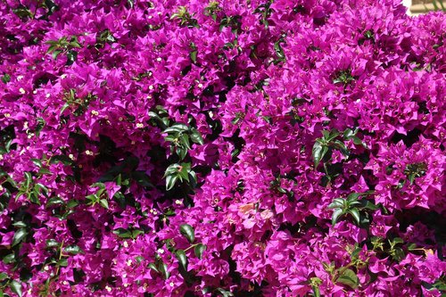 bougainville  purple  bougainvillea