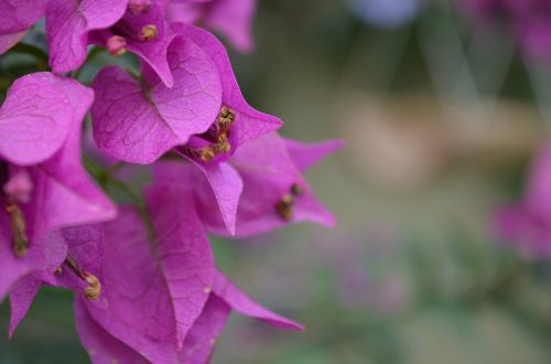 bougainville purple rosa