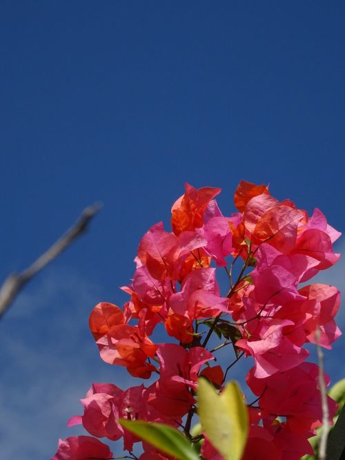 bougainvillea plant flower