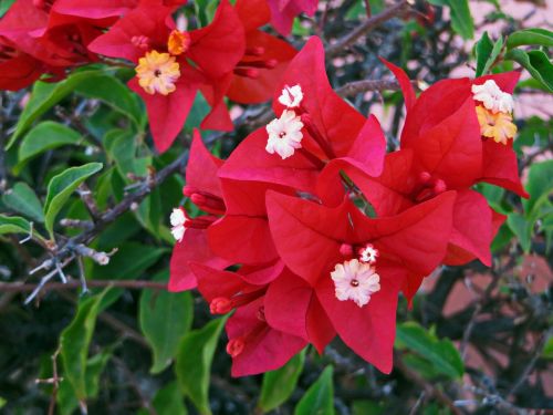 bougainvillea flower red