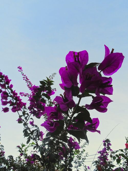 bougainvillea plant flower