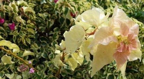 bougainvillea yellow flowers english ivy