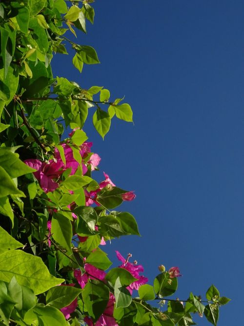 bougainvillea triple flower flower