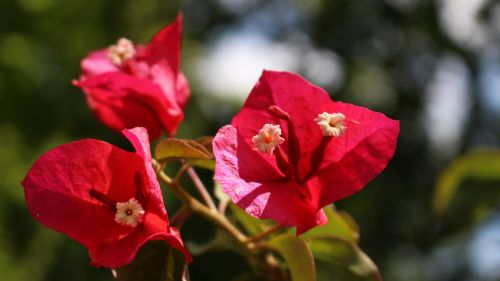 bougainvillea garden flowers