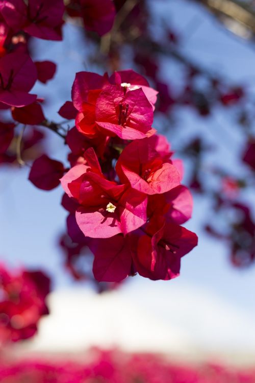 bougainvillea patios de córdoba flower