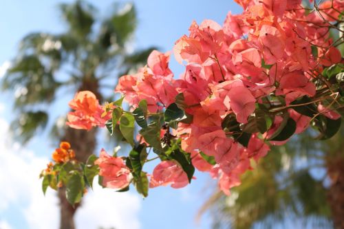 bougainvillea flowers mediterranean