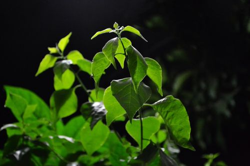 bougainvillea plants leaves