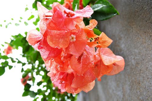 bougainvillea bougainvillea flowers flowers