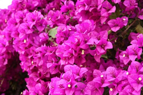 bougainvillea flowers pink