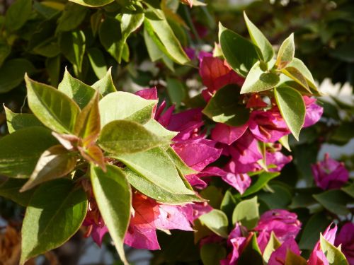 bougainvillea flower plant