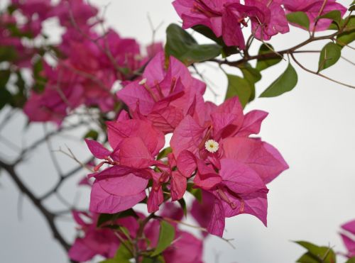 bougainvillea pink paper