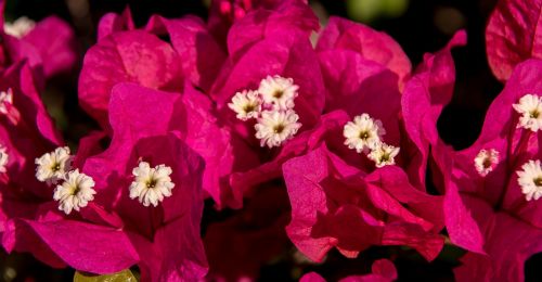 bougainvillea flower bloom