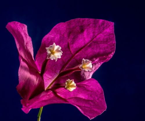 bougainvillea blossom bloom