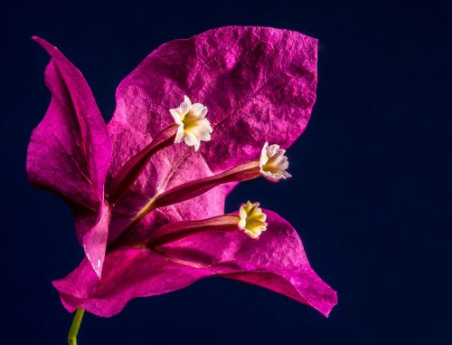 bougainvillea blossom bloom