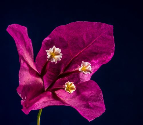 bougainvillea blossom bloom