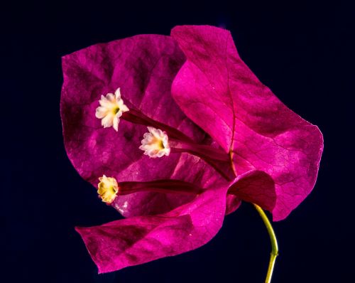 bougainvillea blossom bloom