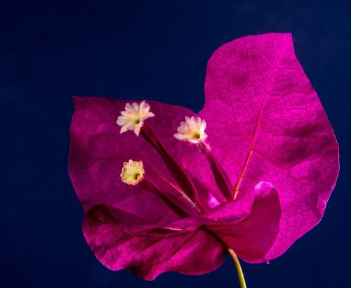 bougainvillea blossom bloom