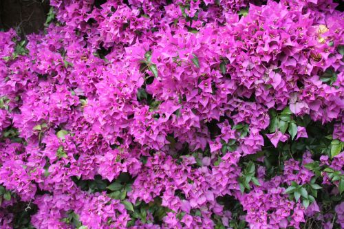 bougainvillea flower bloom