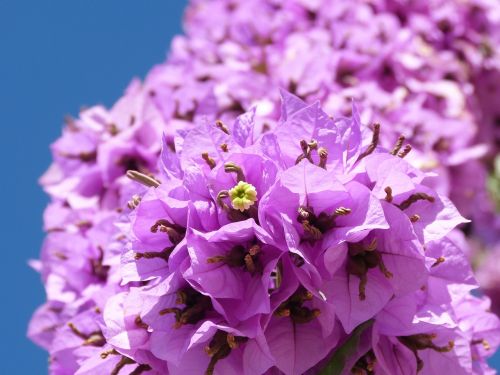 bougainvillea climber flower