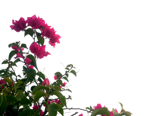 bougainvillea flower nature