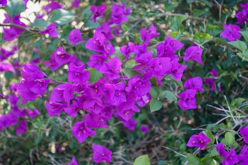 bougainvillea magnifica australia