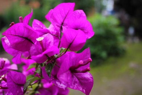 bougainvillea bloom plant