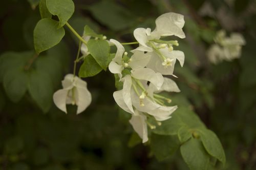 bougainvillea white flowers
