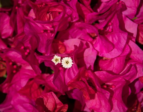 bougainvillea flower bloom