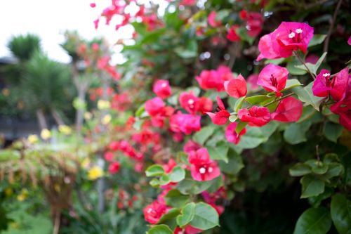 bougainvillea flower red