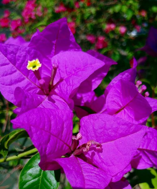 bougainvillea flower purple