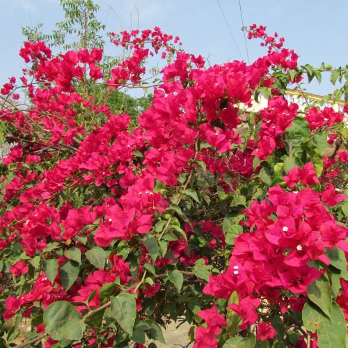 bougainvillea flower bloom