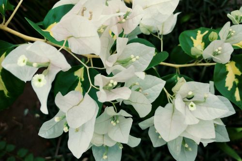 bougainvillea white petal