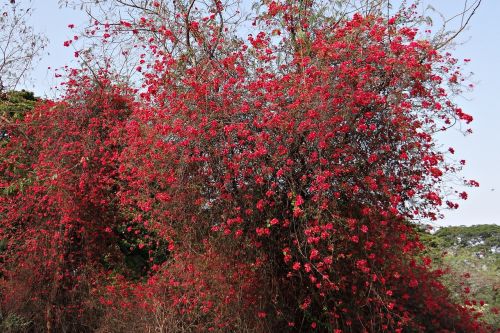 bougainvillea flowers red