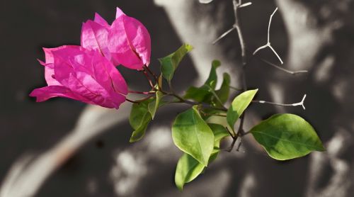 bougainvillea red nature