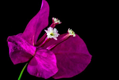 bougainvillea blossom bloom