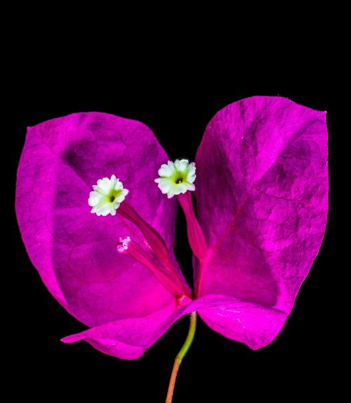 bougainvillea blossom bloom