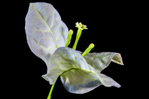 bougainvillea blossom bloom