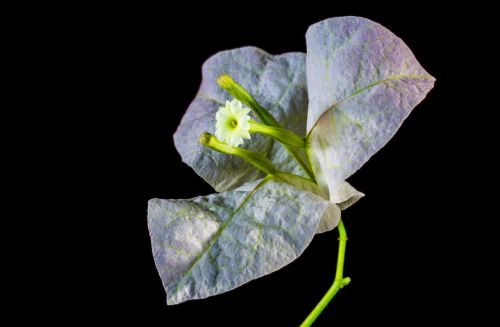 bougainvillea blossom bloom