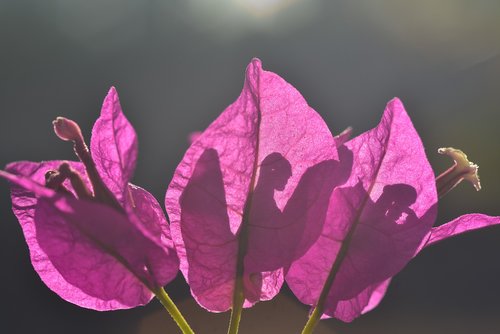 bougainvillea  flower  blossom