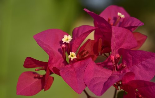 bougainvillea  flower  blossom