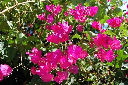 bougainvillea  flowering shrub  plant