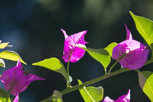 bougainvillea  triple flower  pink